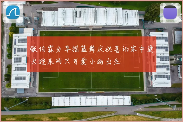 张伯霖分享摇篮舞庆祝喜讯家中爱犬迎来两只可爱小狗出生